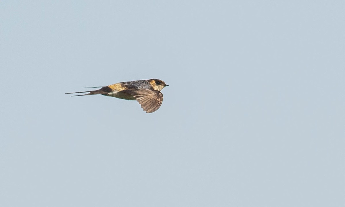 Red-rumped Swallow - ML132227991
