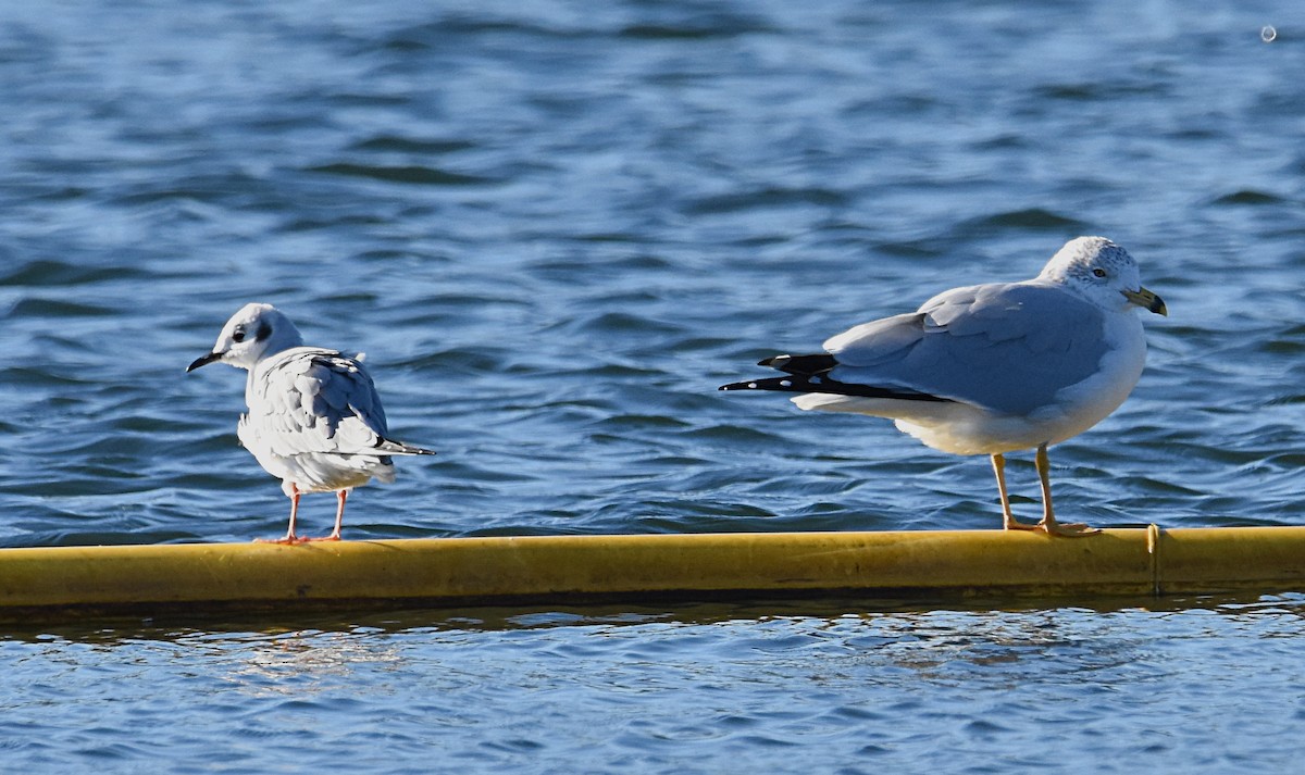 Bonaparte's Gull - ML132228341