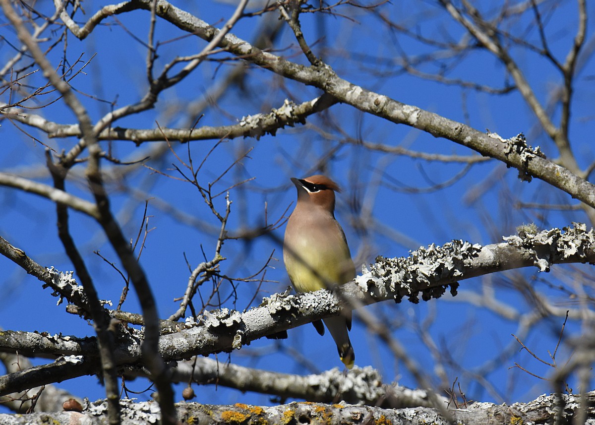 Cedar Waxwing - ML132228481