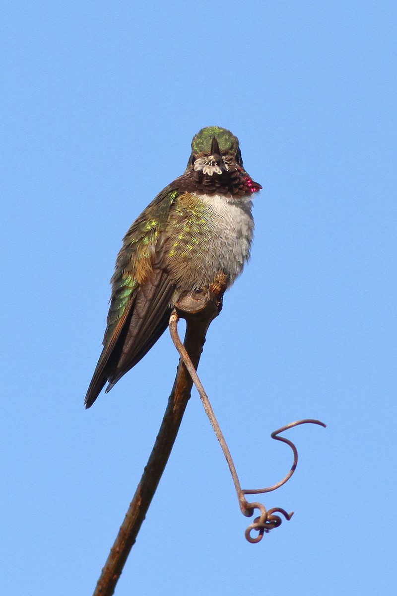 Broad-tailed Hummingbird - Michael O'Brien