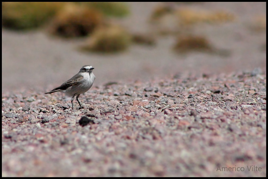 Ochre-naped Ground-Tyrant - Americo Vilte