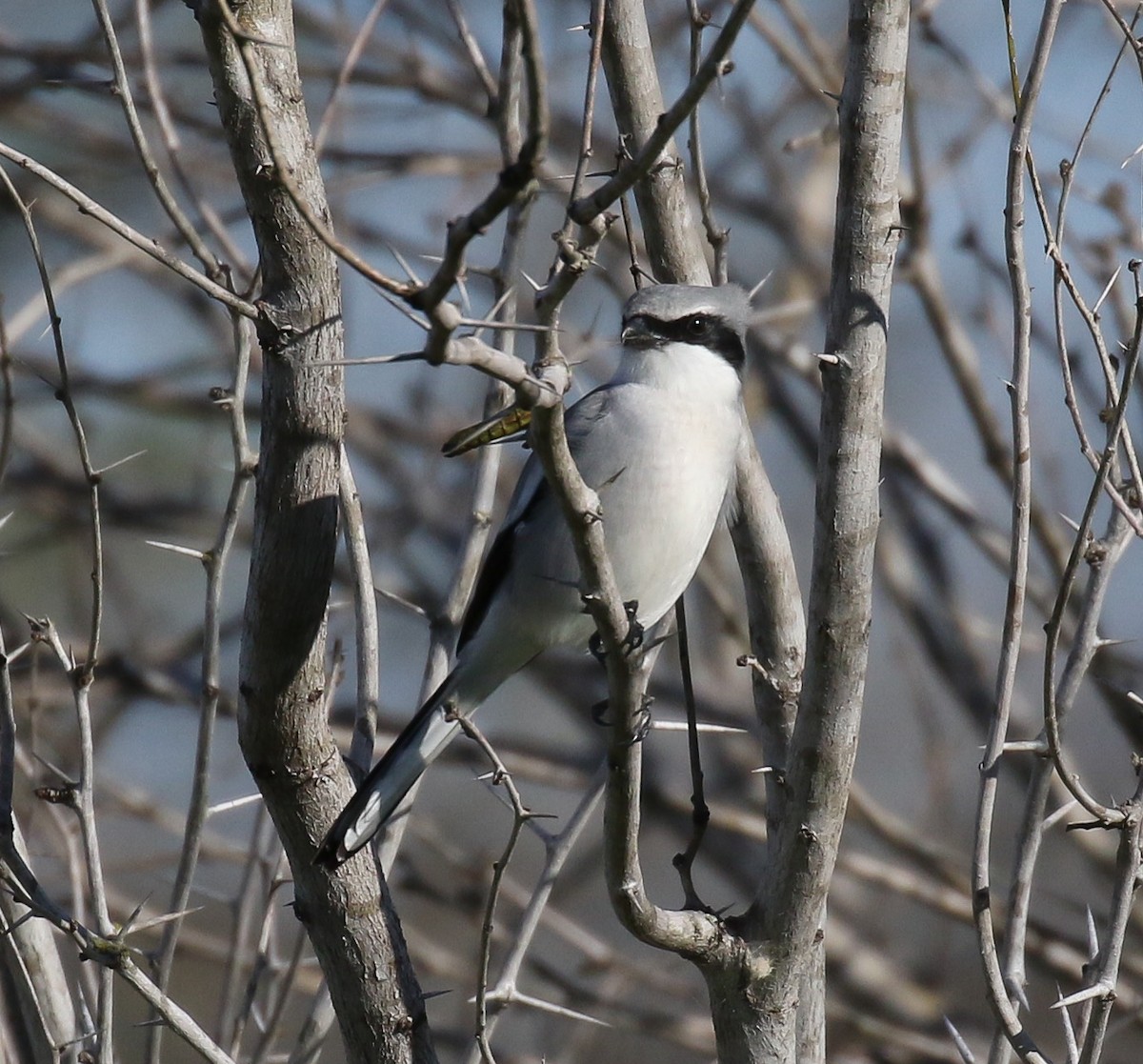 Pie-grièche migratrice - ML132231491