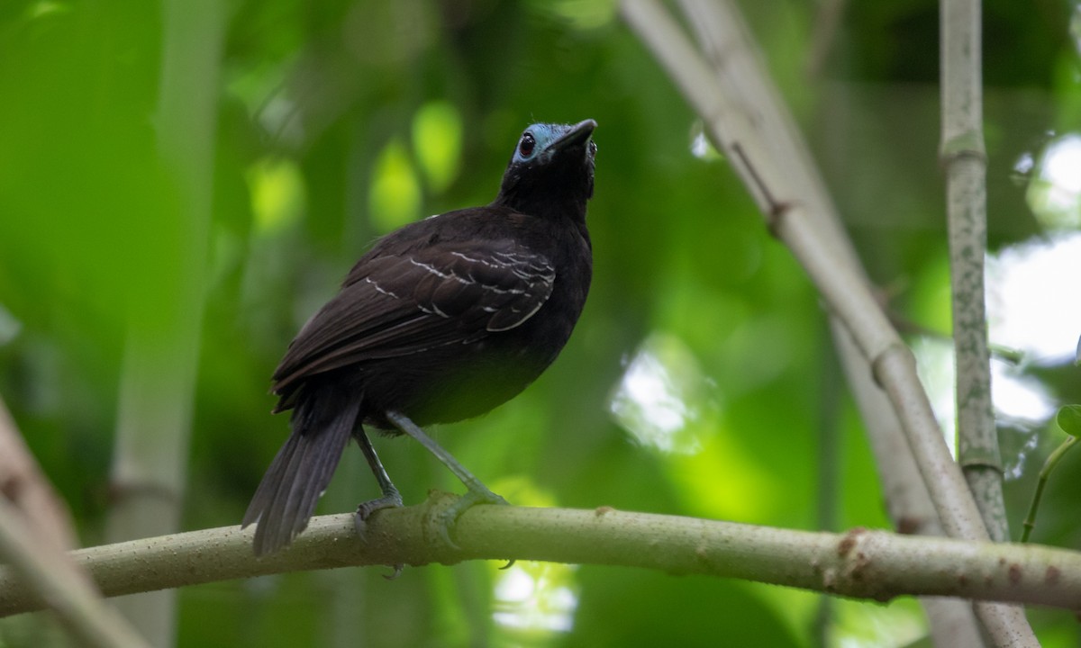 Bare-crowned Antbird - Drew Weber