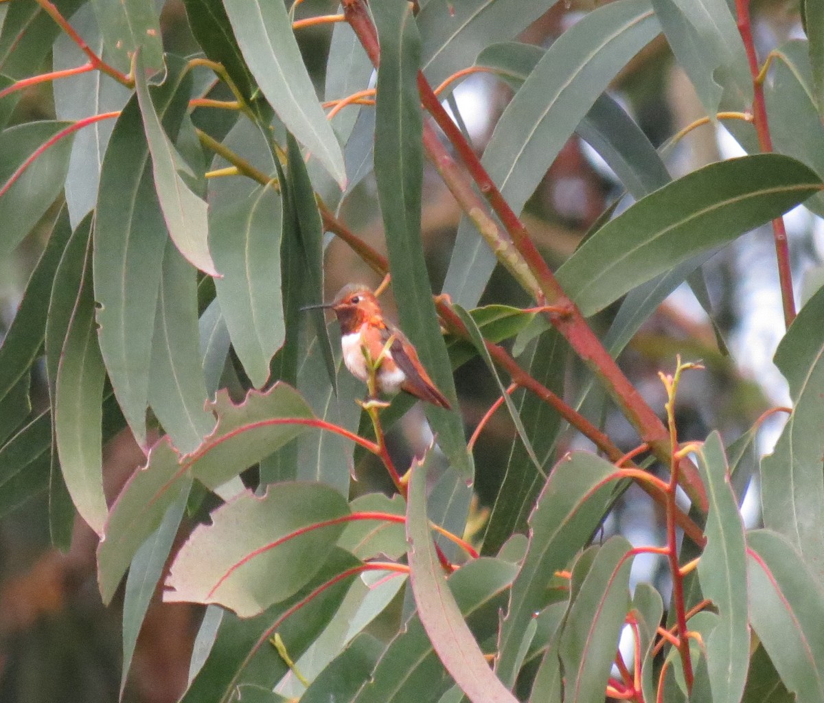 Allen's Hummingbird - Malia DeFelice