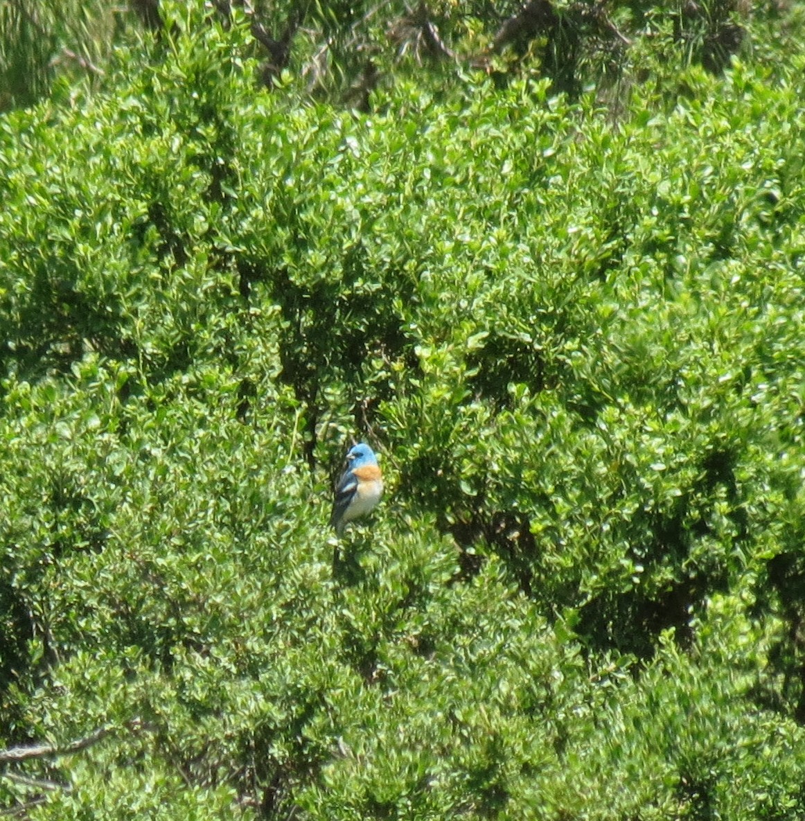 Lazuli Bunting - ML132232351