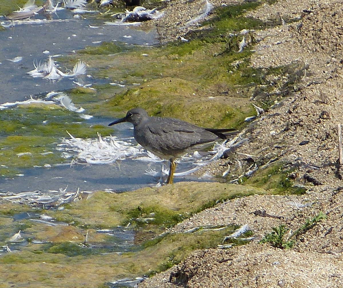 Wanderwasserläufer - ML132232811