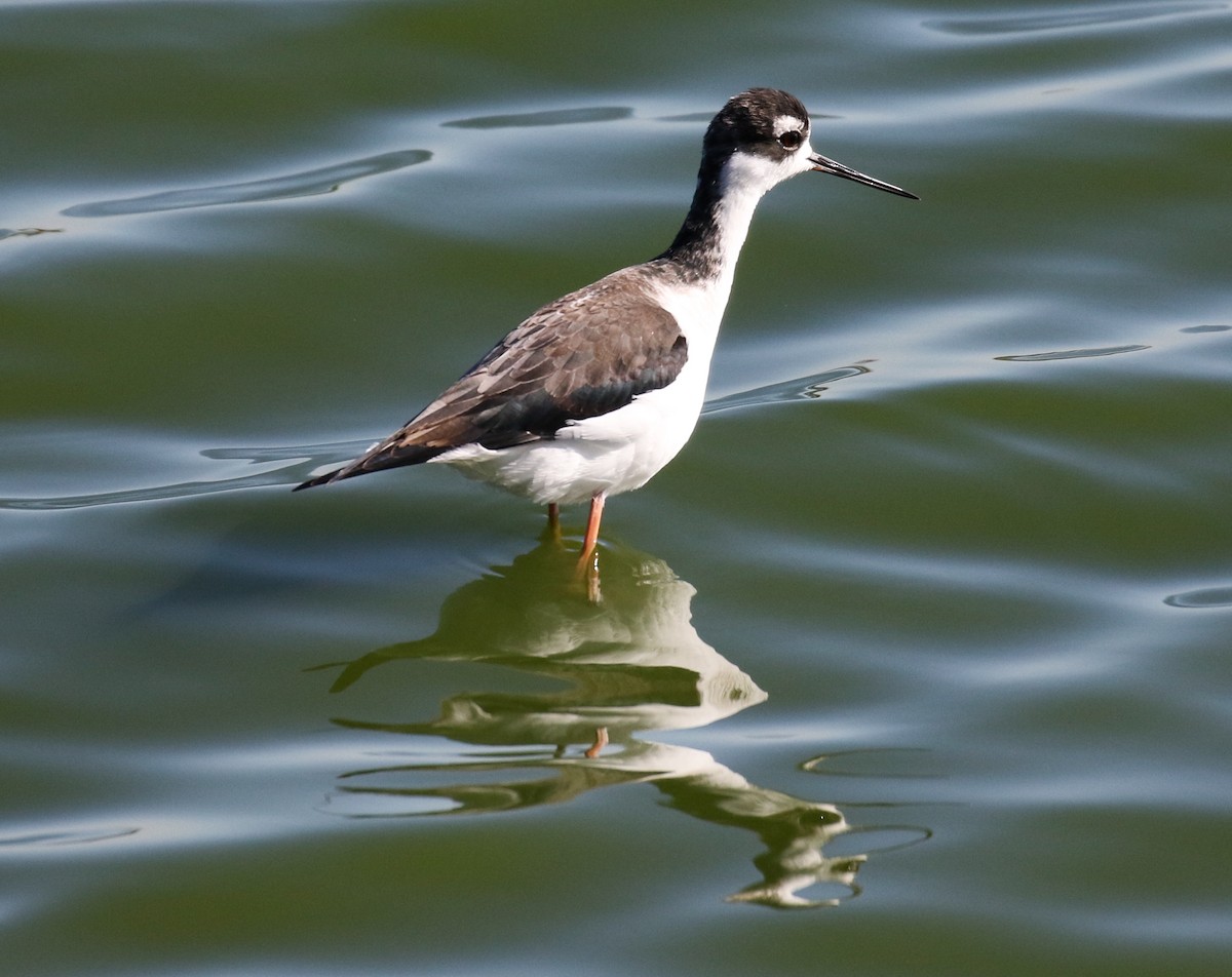 Black-necked Stilt - ML132232821