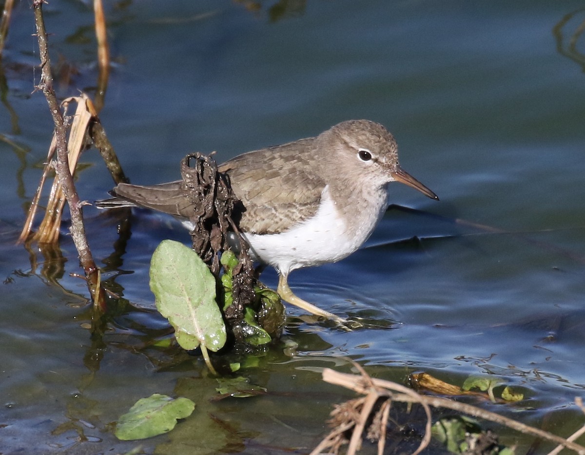 Spotted Sandpiper - Jason Barcus