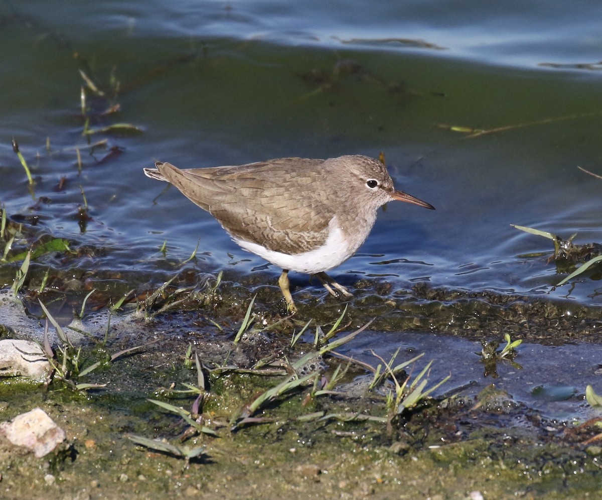 Spotted Sandpiper - Jason Barcus