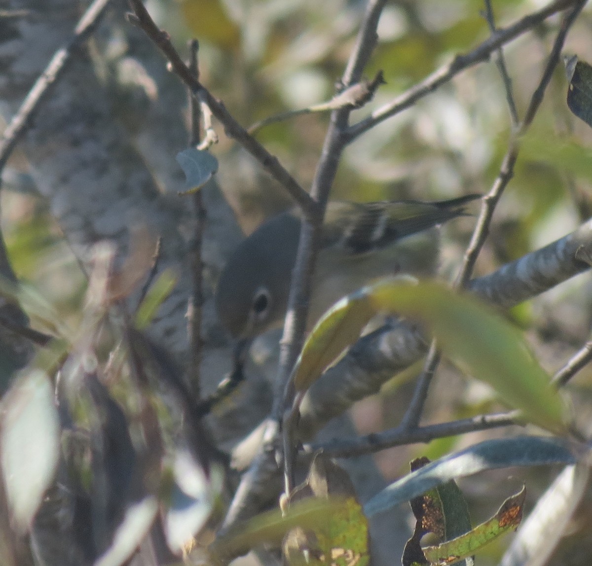 Cassin's Vireo - ML132233091