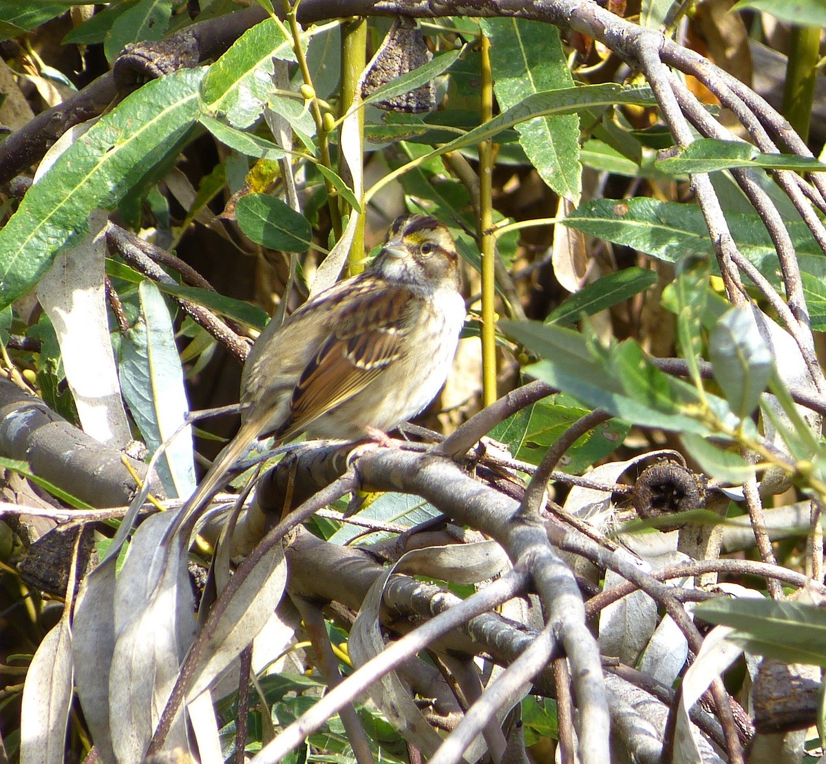 White-throated Sparrow - Malia DeFelice