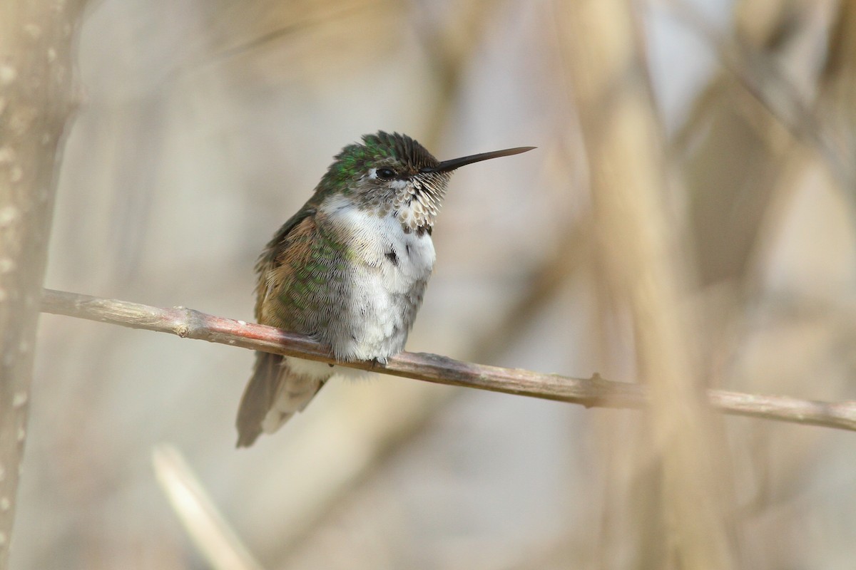 Broad-tailed Hummingbird - Michael O'Brien