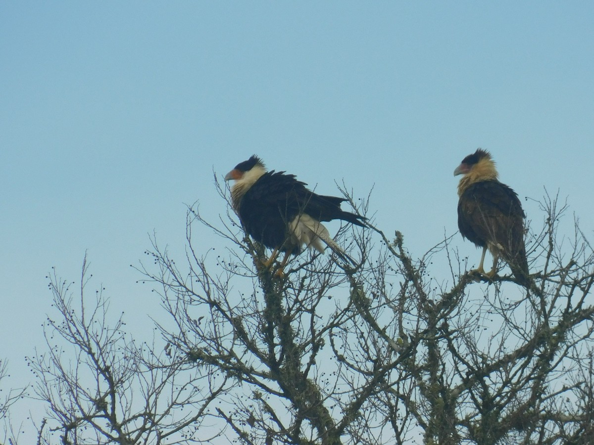 Crested Caracara (Northern) - Ezekiel Dobson