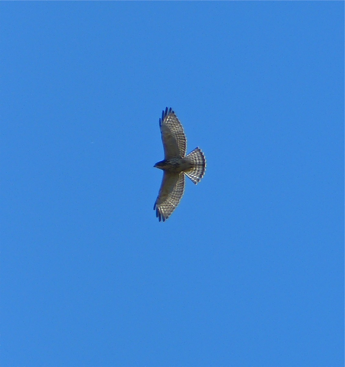 Broad-winged Hawk - ML132235271