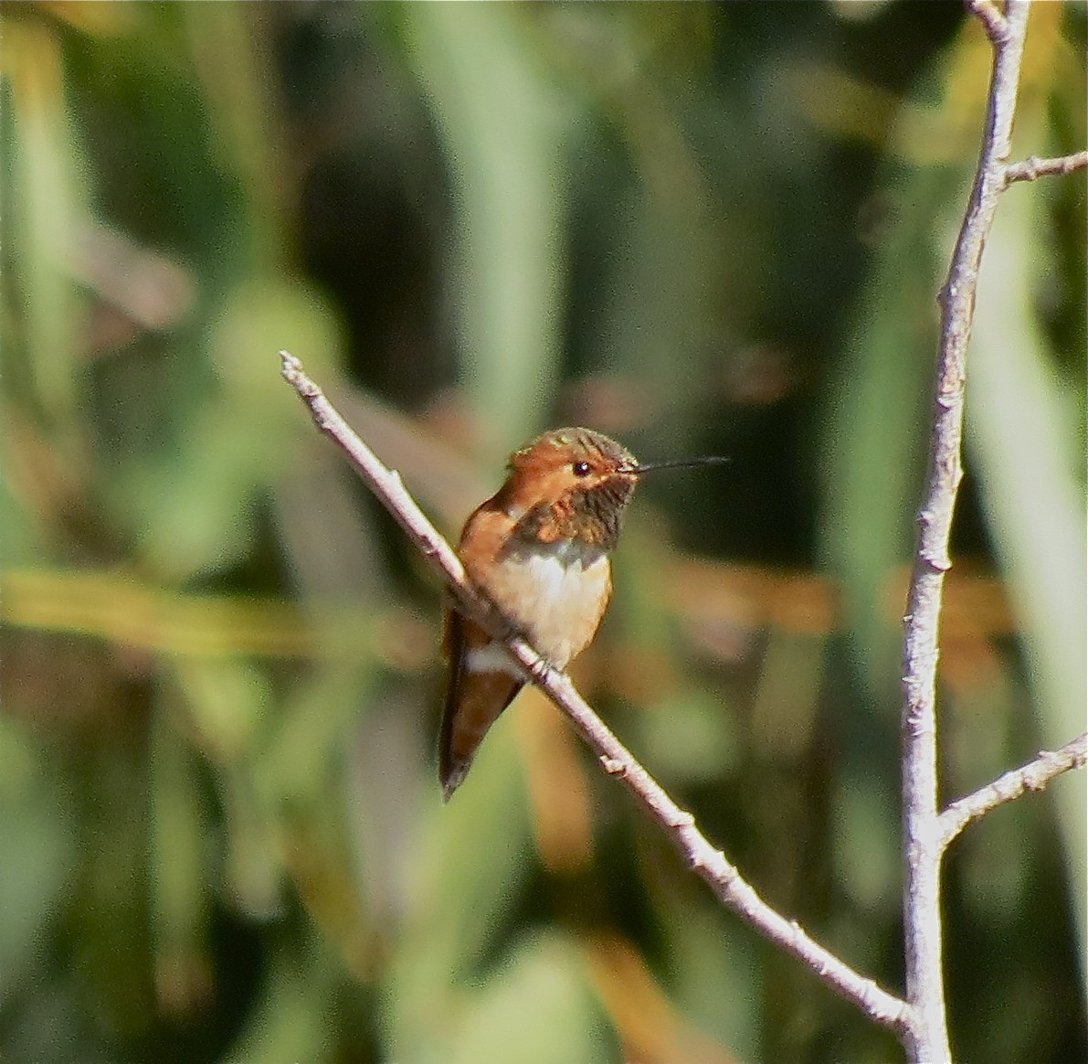 Allen's Hummingbird - ML132236071