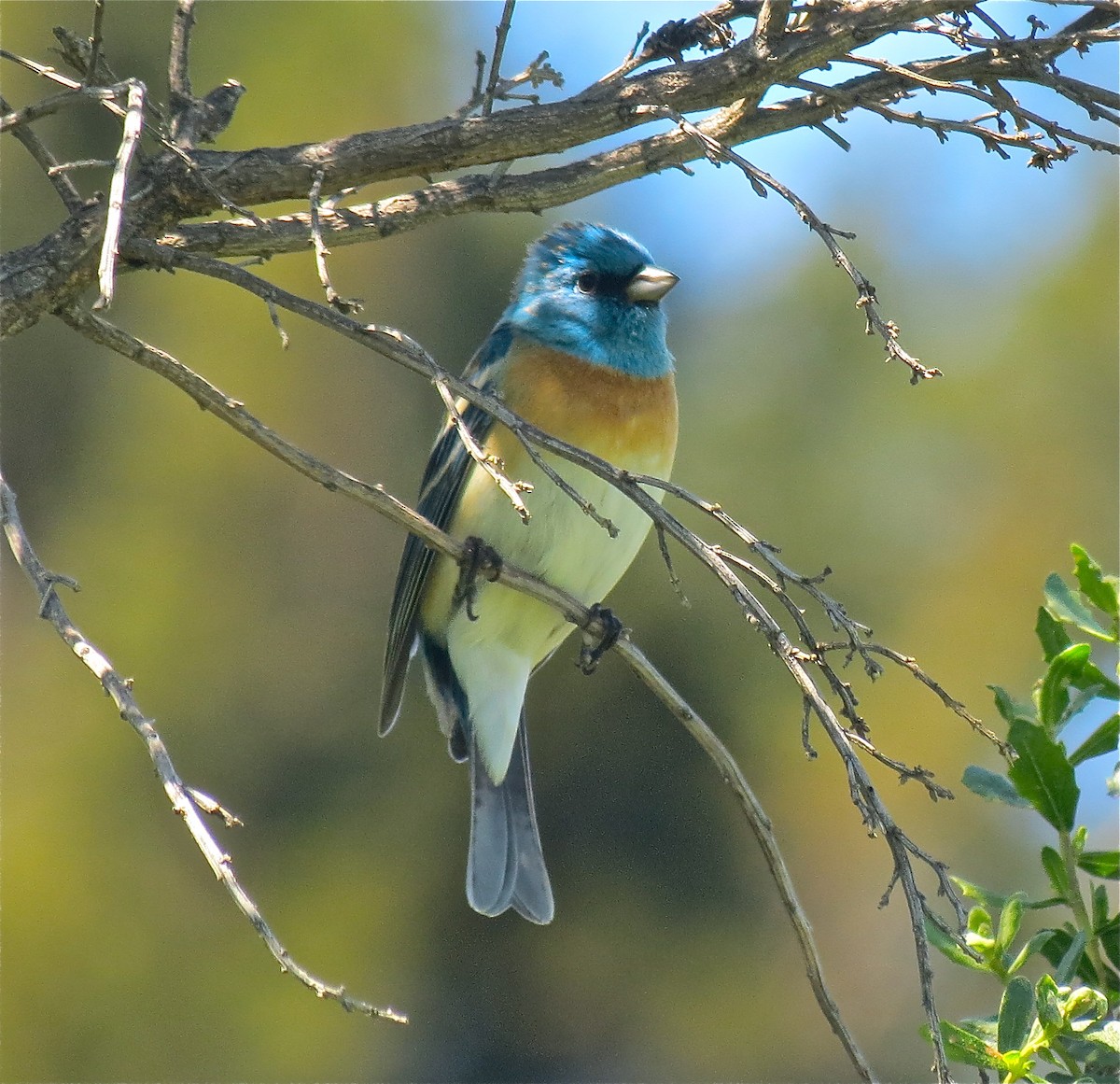 Lazuli Bunting - ML132236831