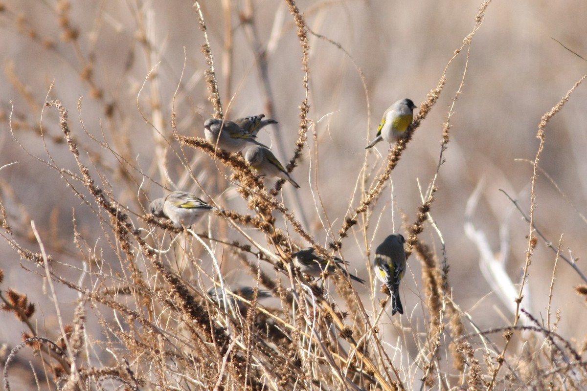 Lawrence's Goldfinch - ML132238701