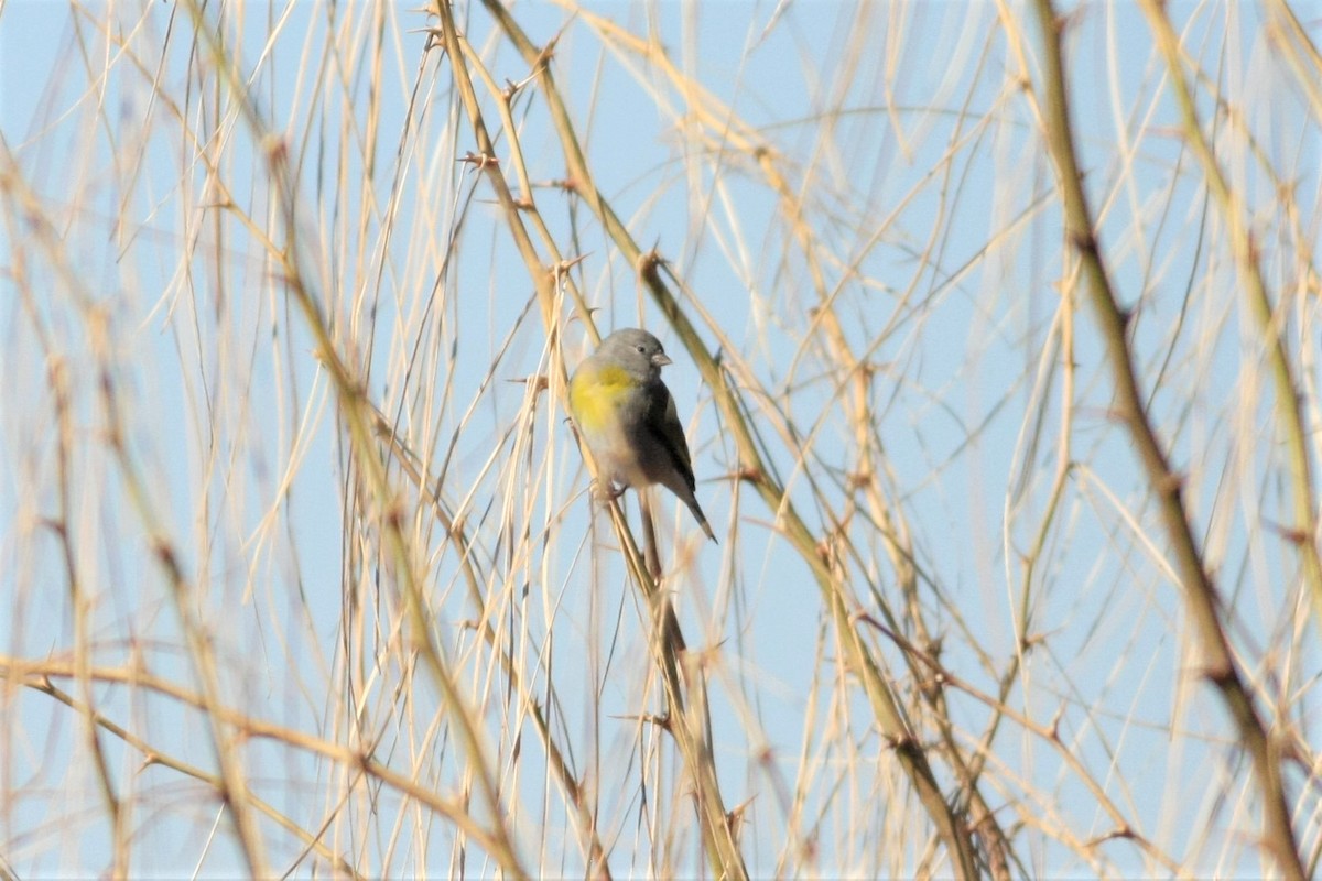 Lawrence's Goldfinch - ML132238771