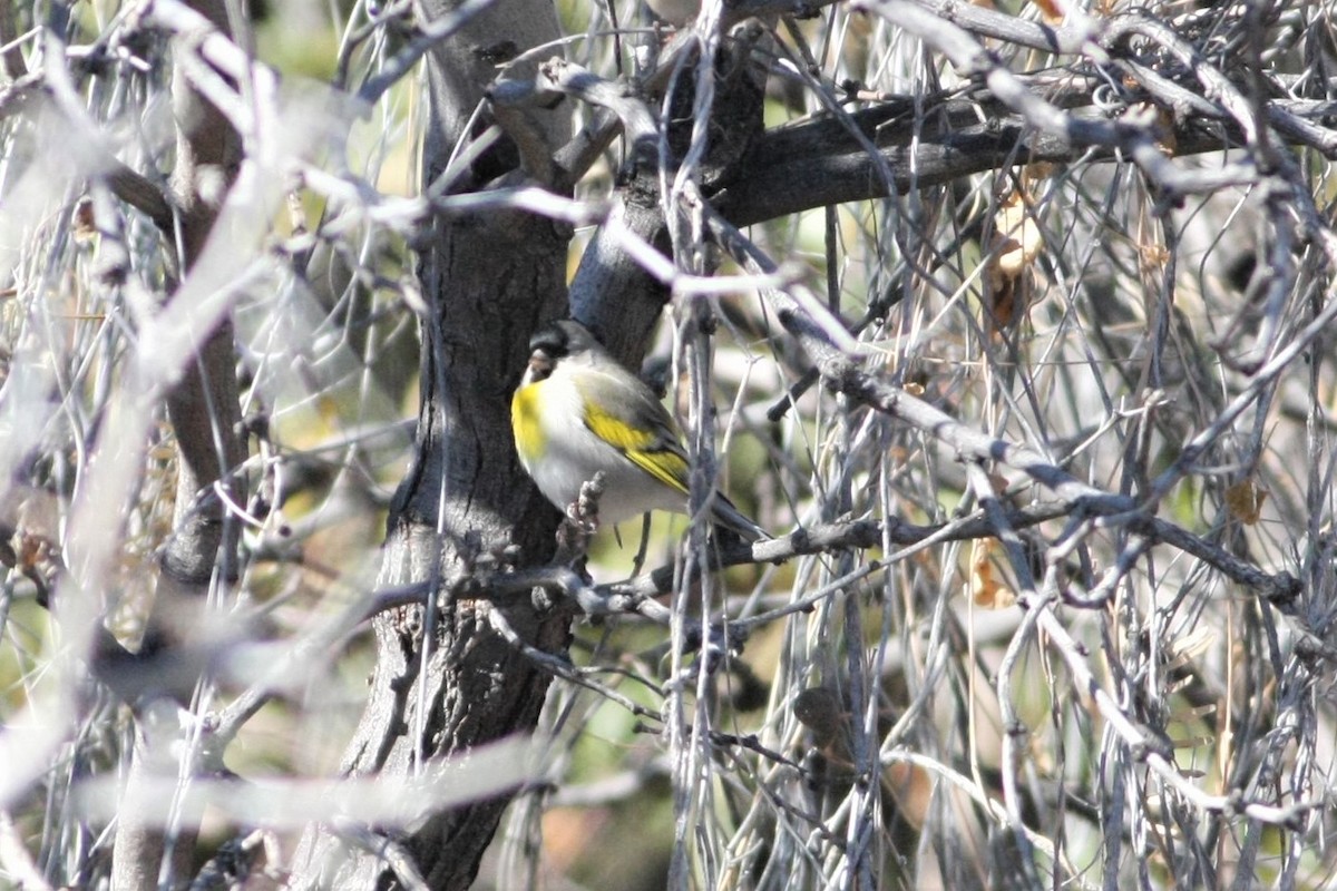 Lawrence's Goldfinch - ML132238851