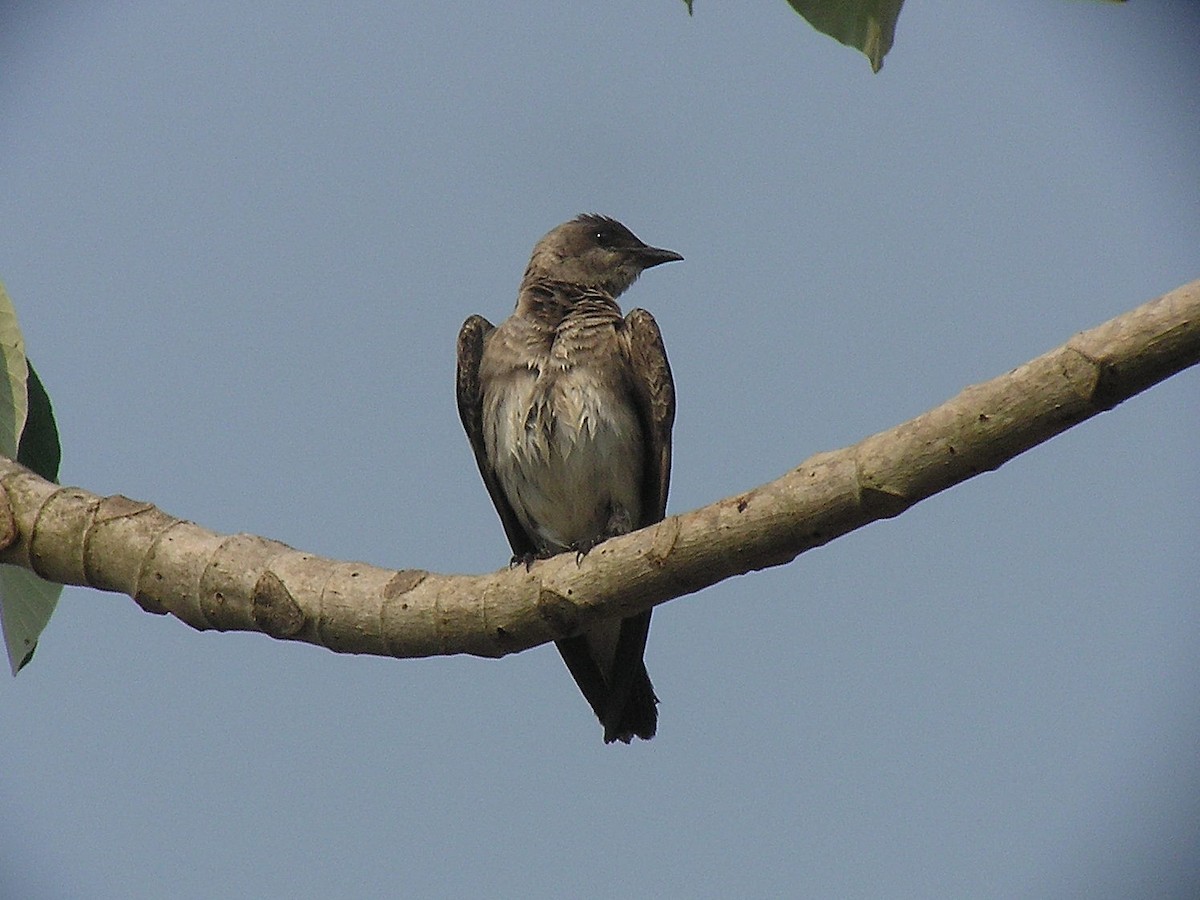 Brown-chested Martin - ML132240701