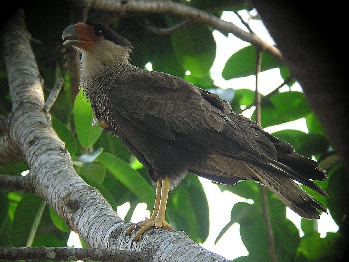 Crested Caracara (Southern) - ML132240971