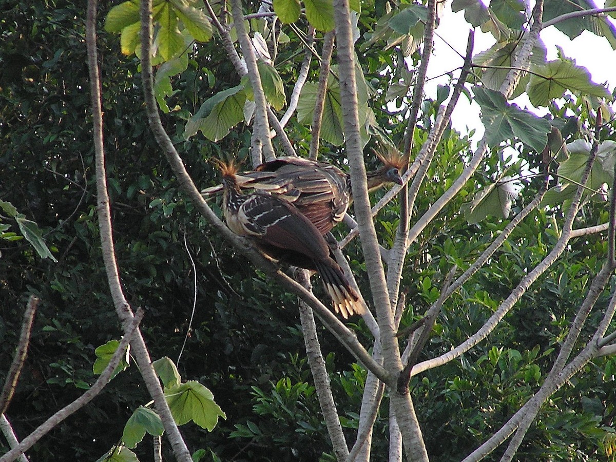 Hoatzin - ML132241231