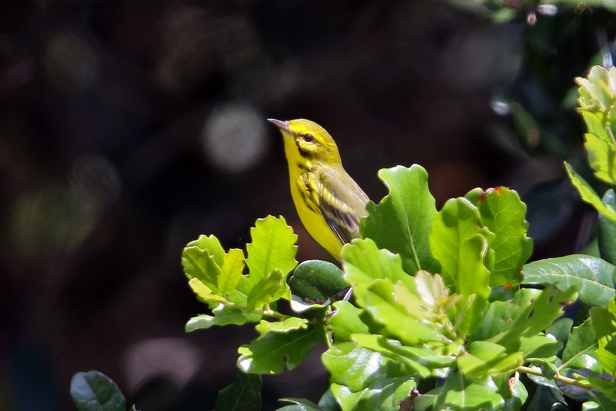 Prairie Warbler - ML132242251