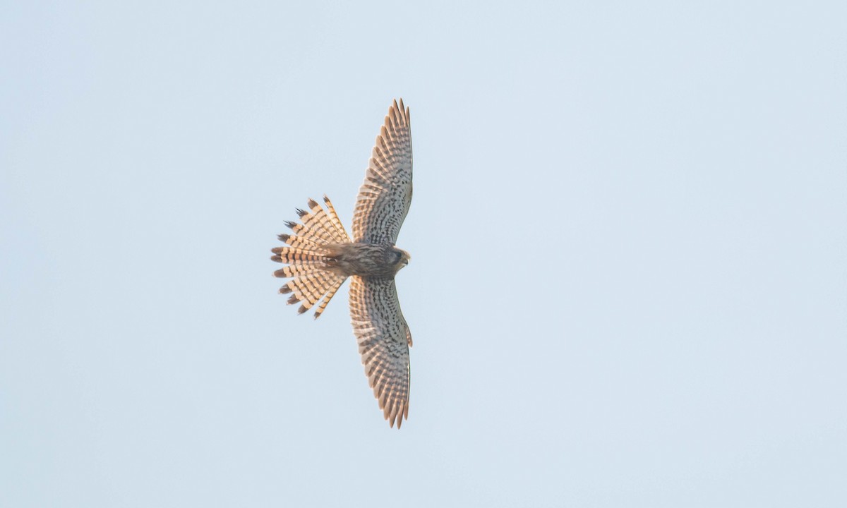 Eurasian Kestrel (Eurasian) - ML132243871