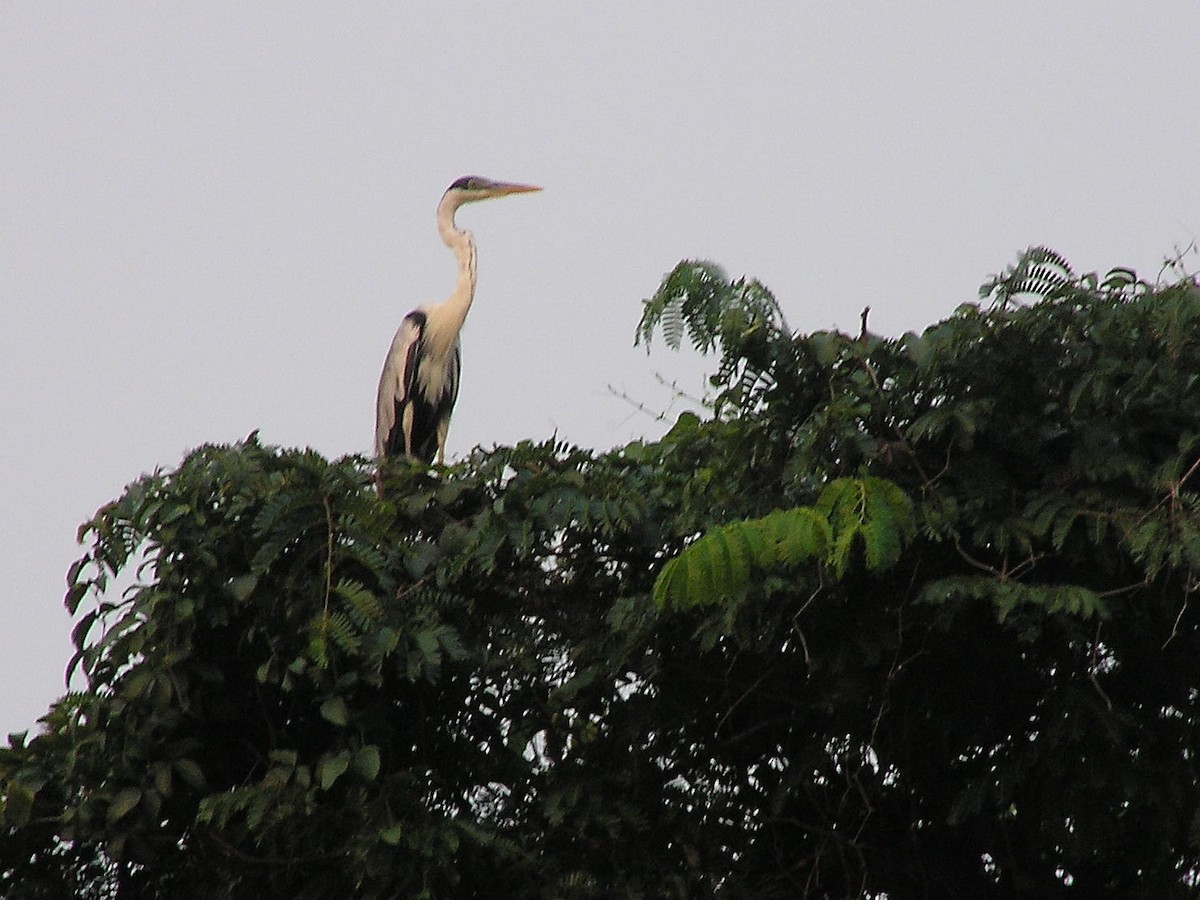 Cocoi Heron - ML132244501