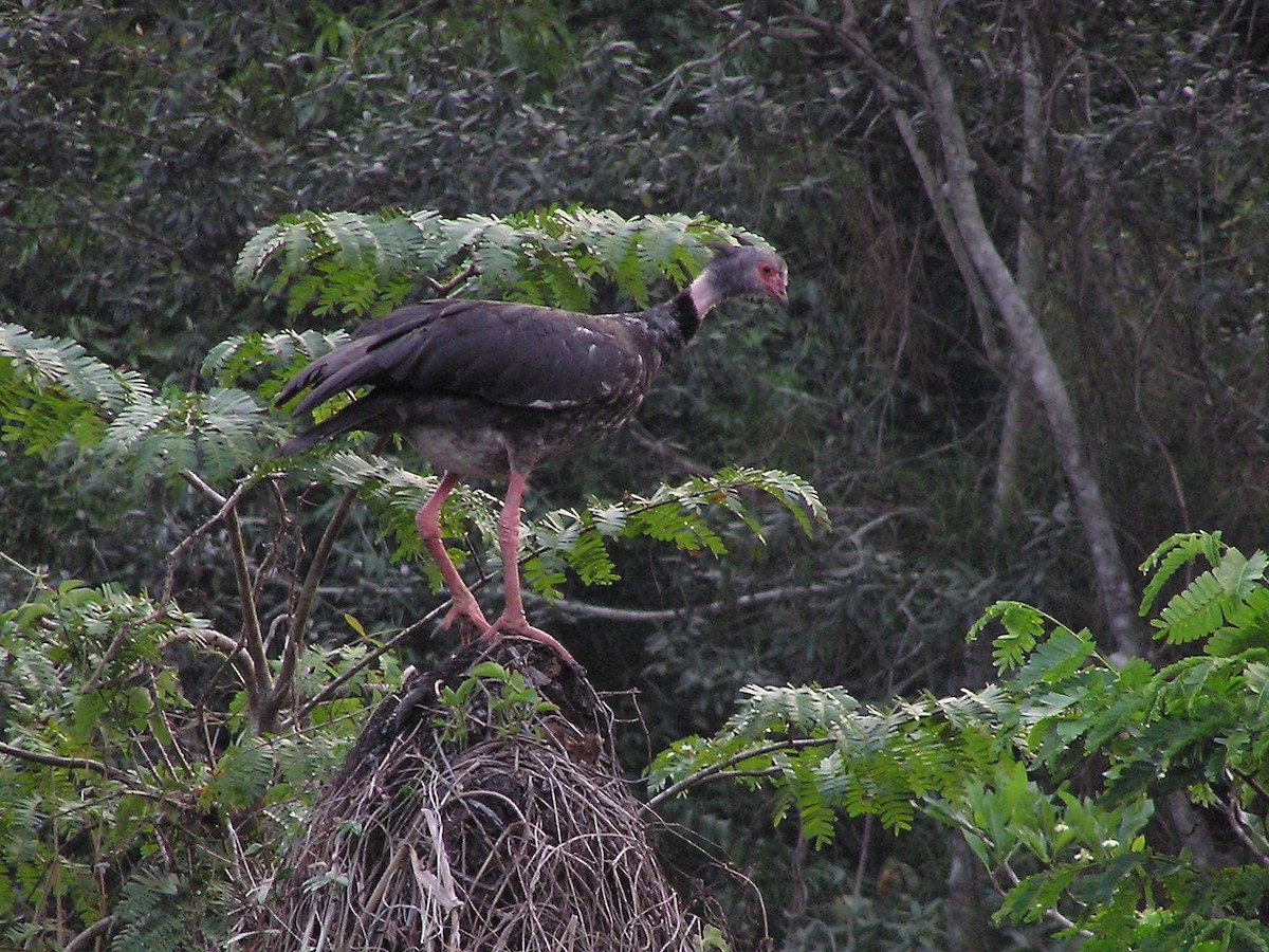 Southern Screamer - ML132244661