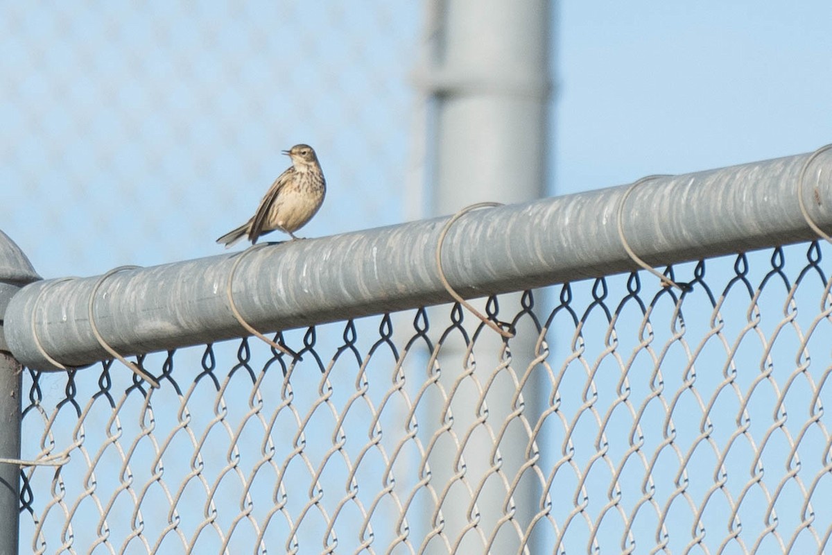 American Pipit - ML132244791