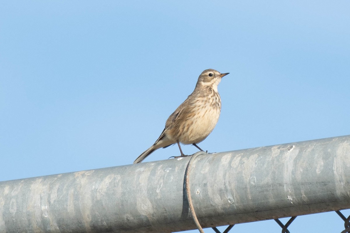 American Pipit - ML132244821