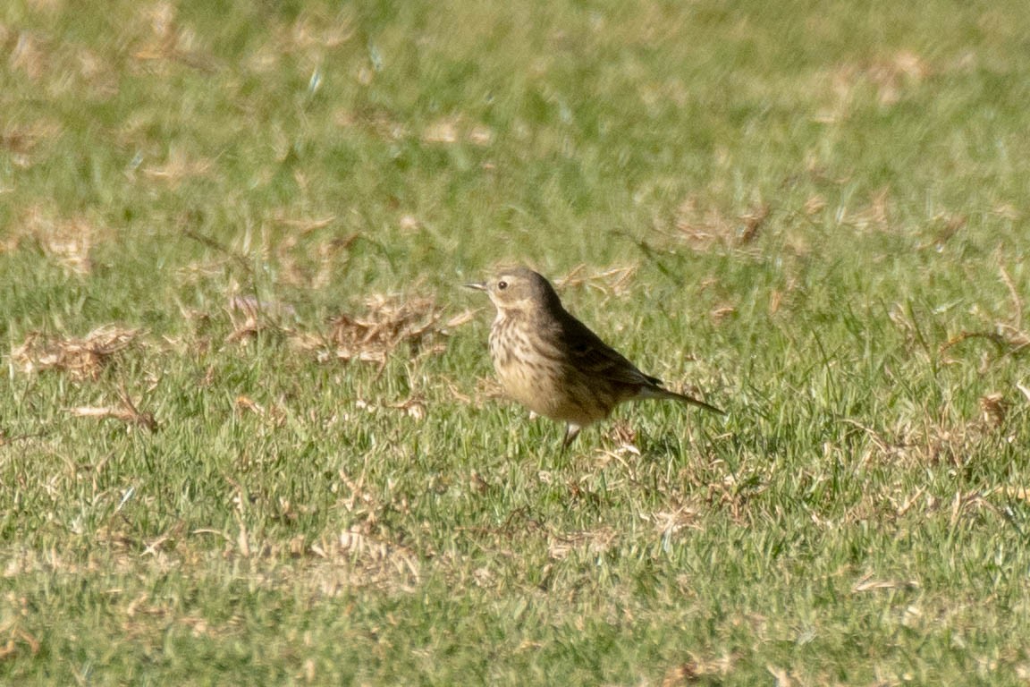 American Pipit - ML132244831