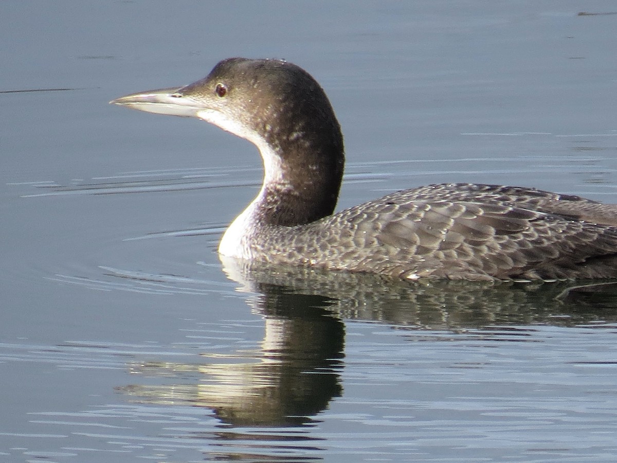 Common Loon - ML132245211