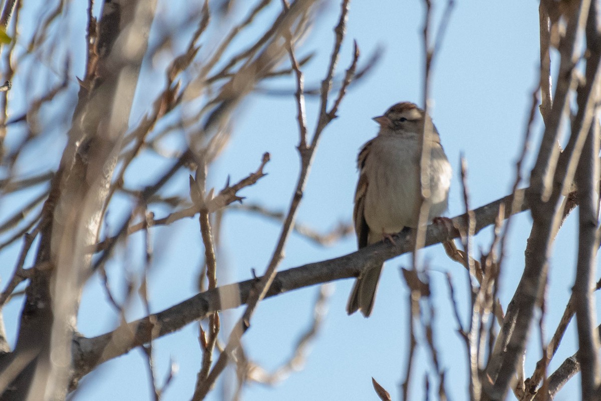 Chipping Sparrow - ML132246211