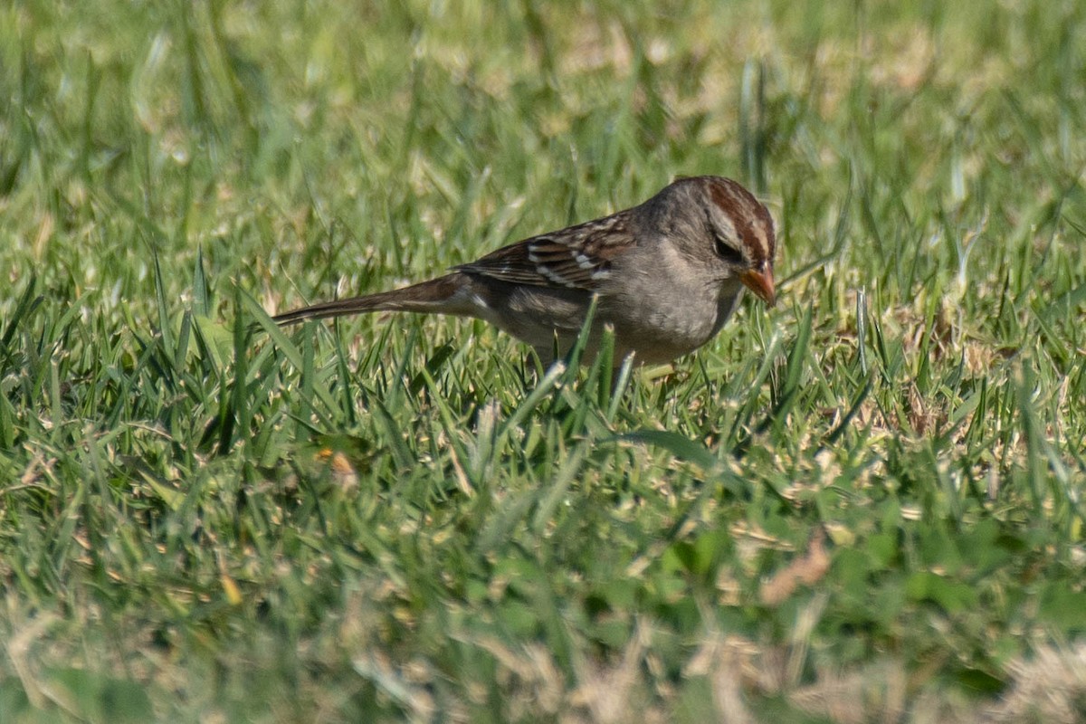 White-crowned Sparrow - ML132246941
