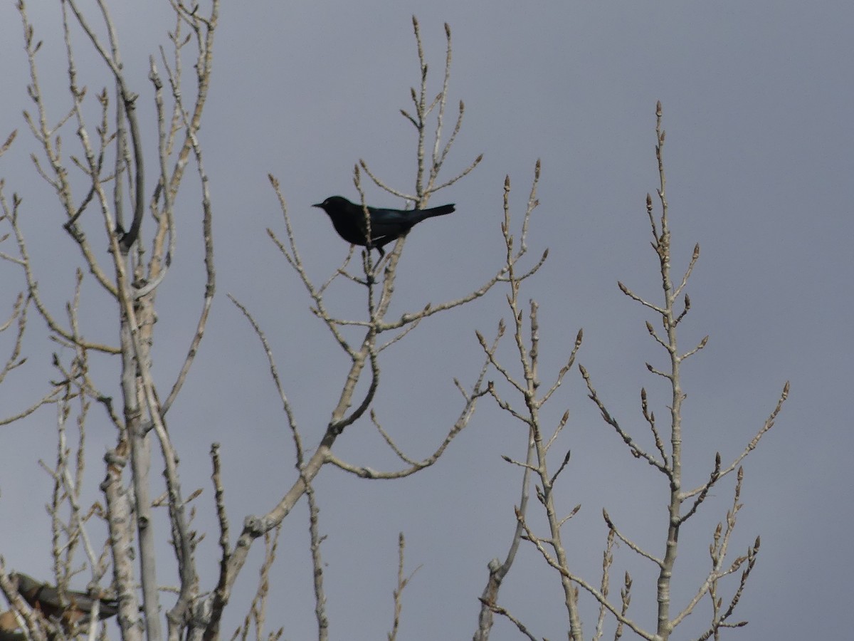 Brewer's Blackbird - ML132247661