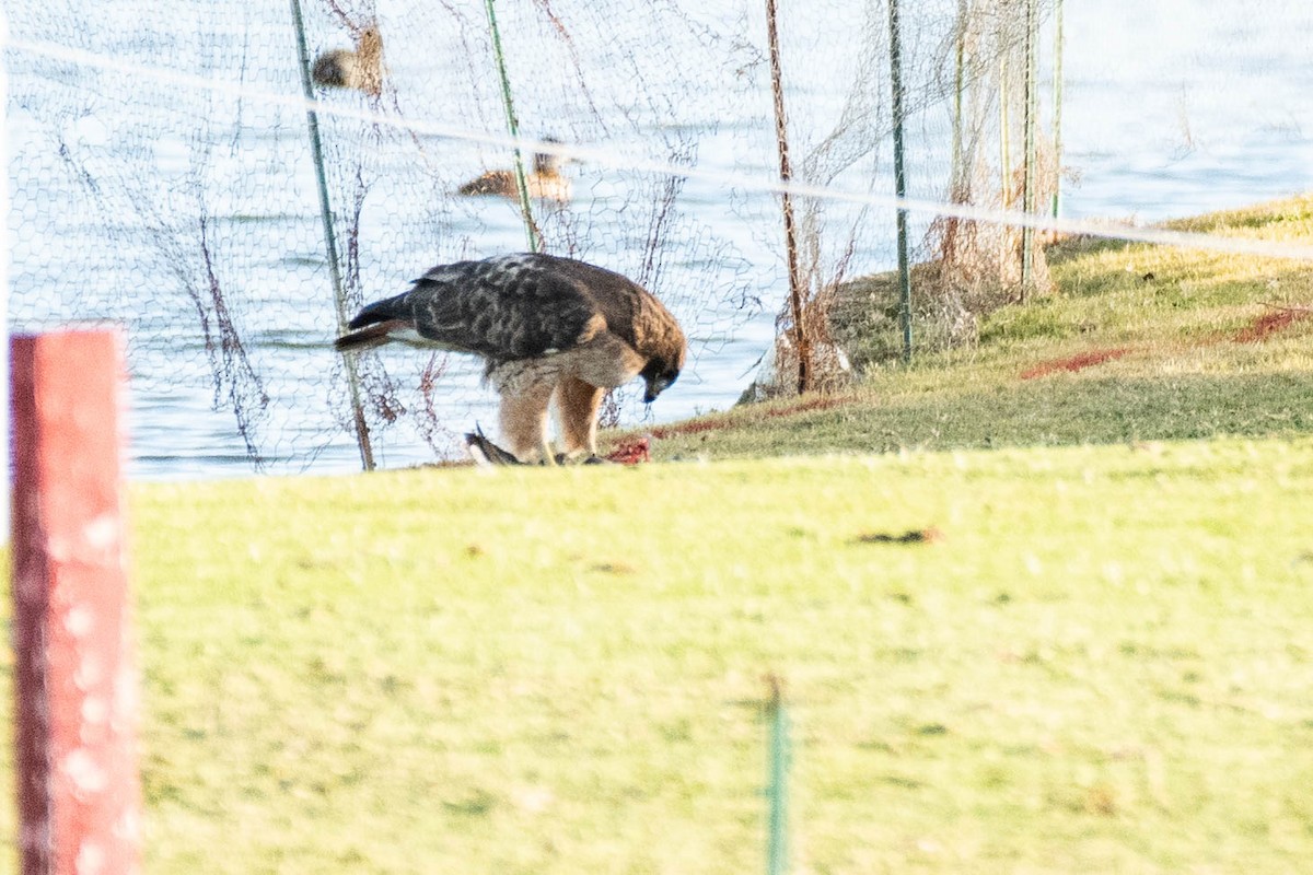 Red-tailed Hawk - ML132248281