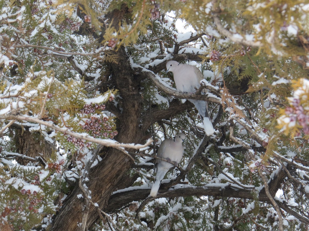 Eurasian Collared-Dove - ML132248481