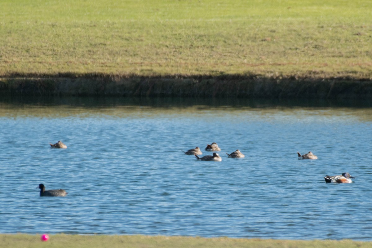 Northern Shoveler - ML132248681