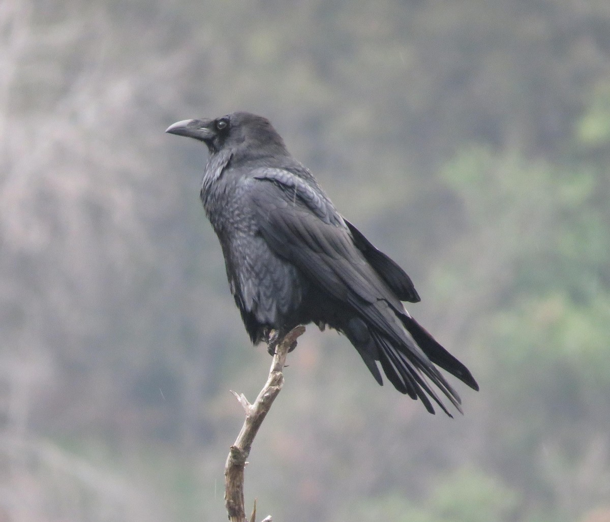 Common Raven - Elton Morel