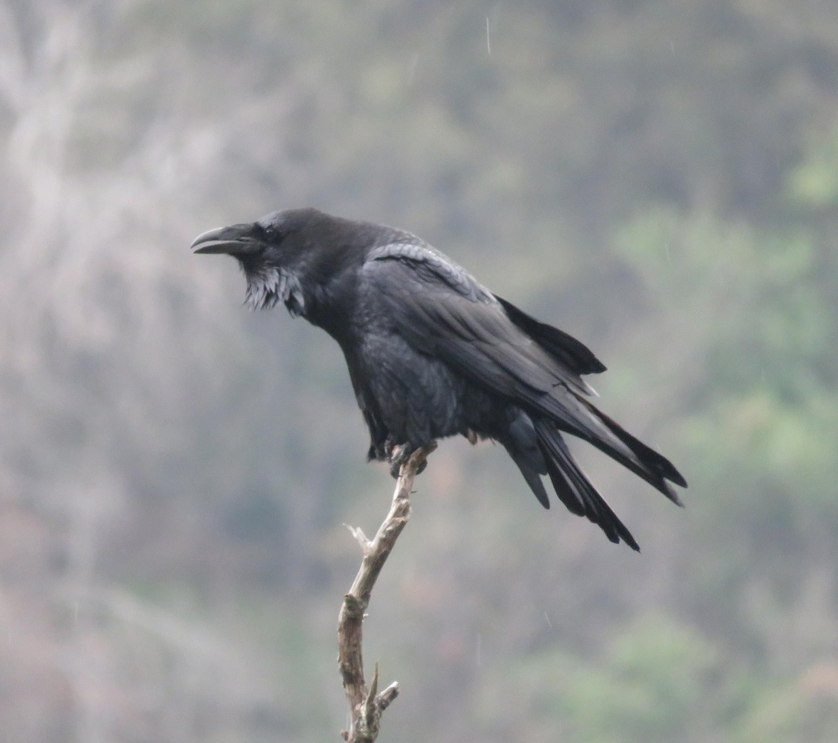 Common Raven - Elton Morel