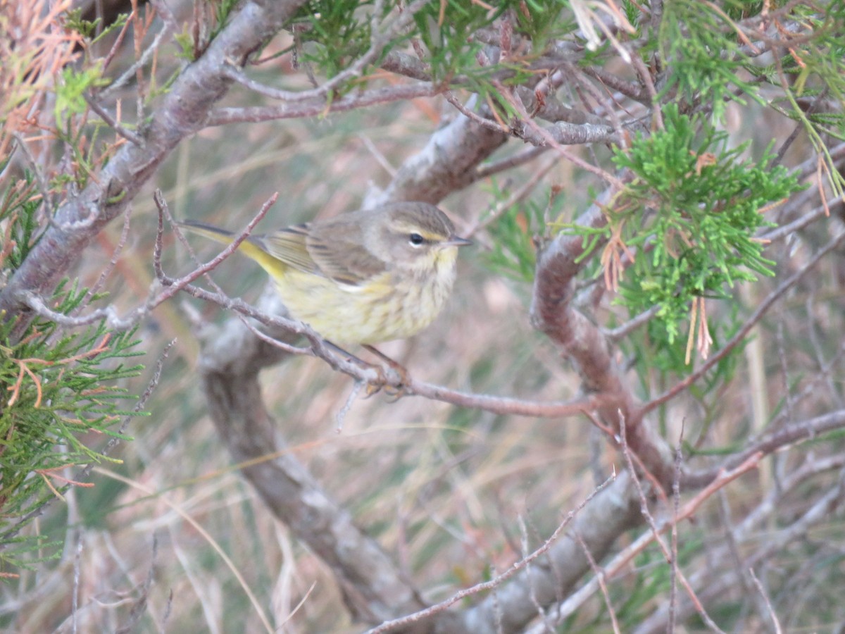 Palm Warbler - Guy McGrane