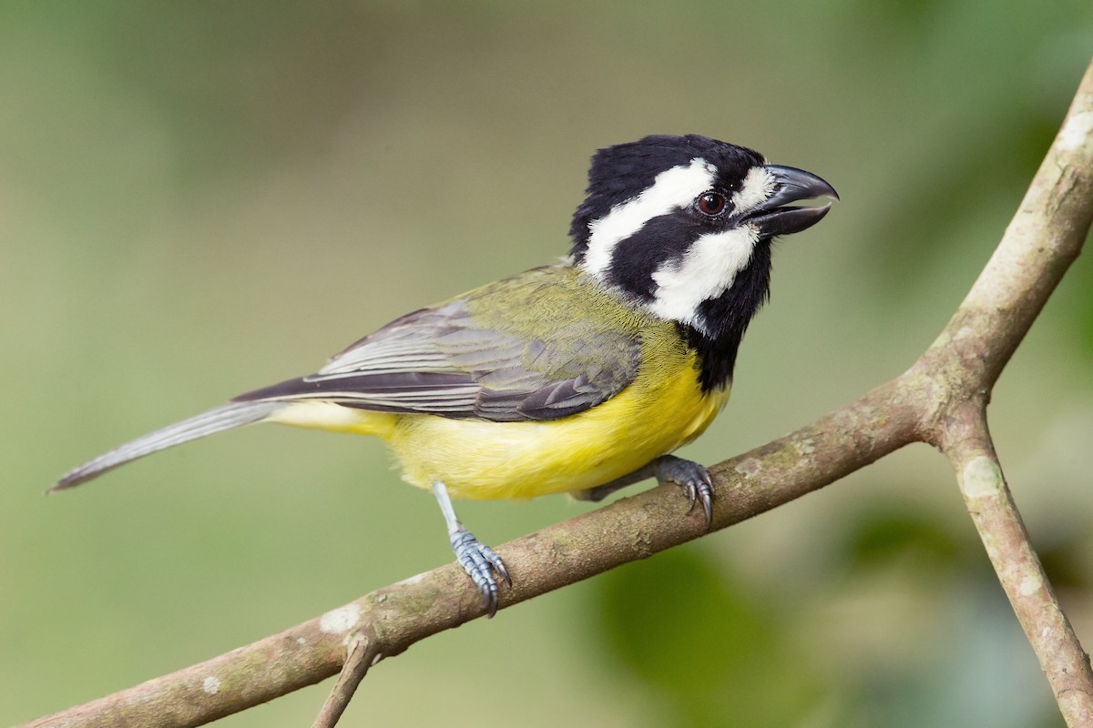 Eastern Shrike-tit - ML132249401