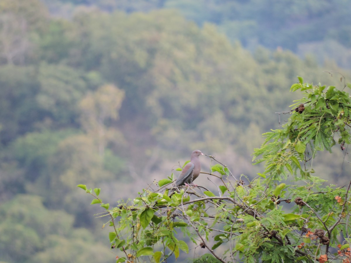 holub středoamerický - ML132249681