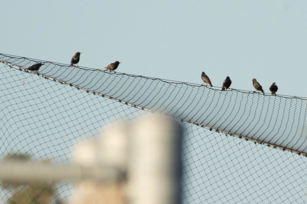 European Starling - James McNamara