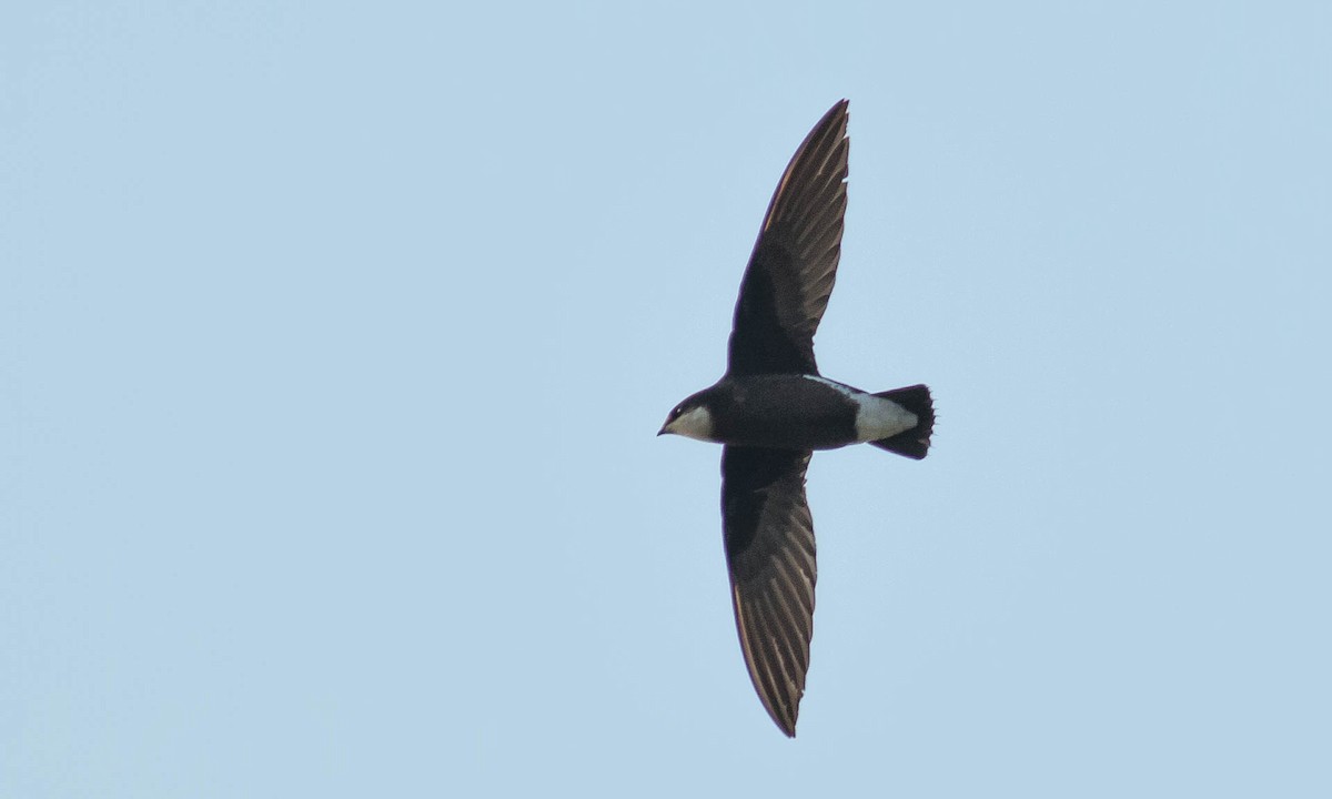 White-throated Needletail - ML132250541