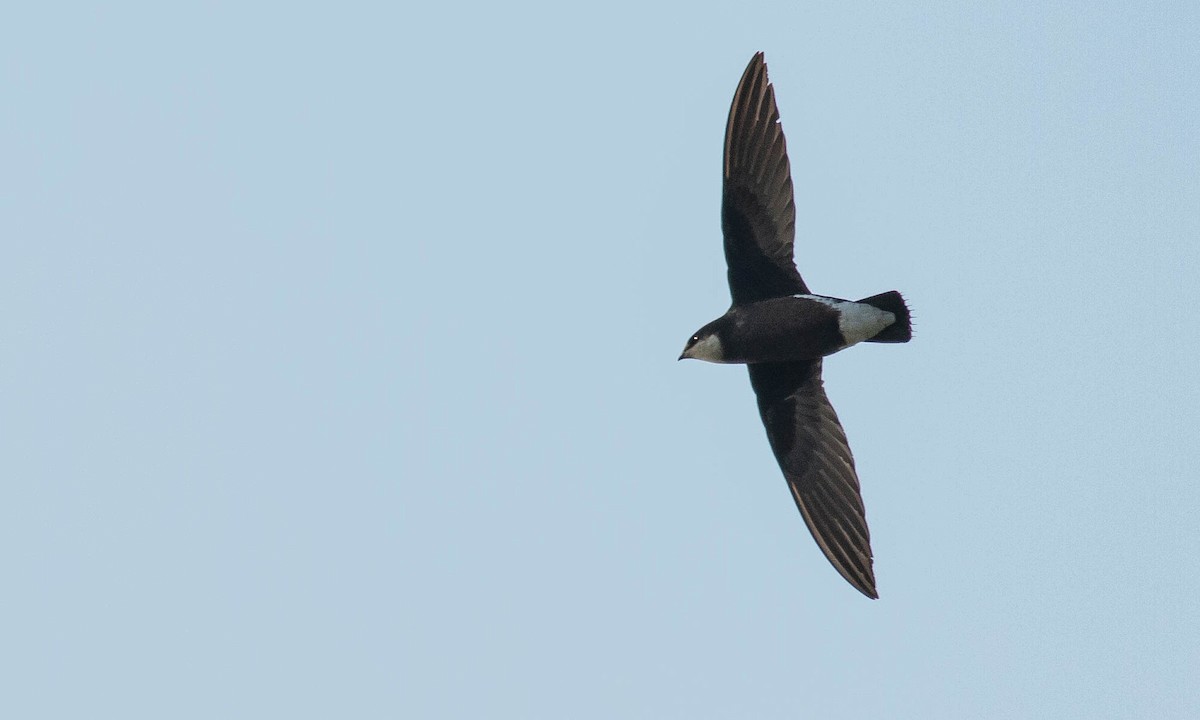 White-throated Needletail - ML132250551