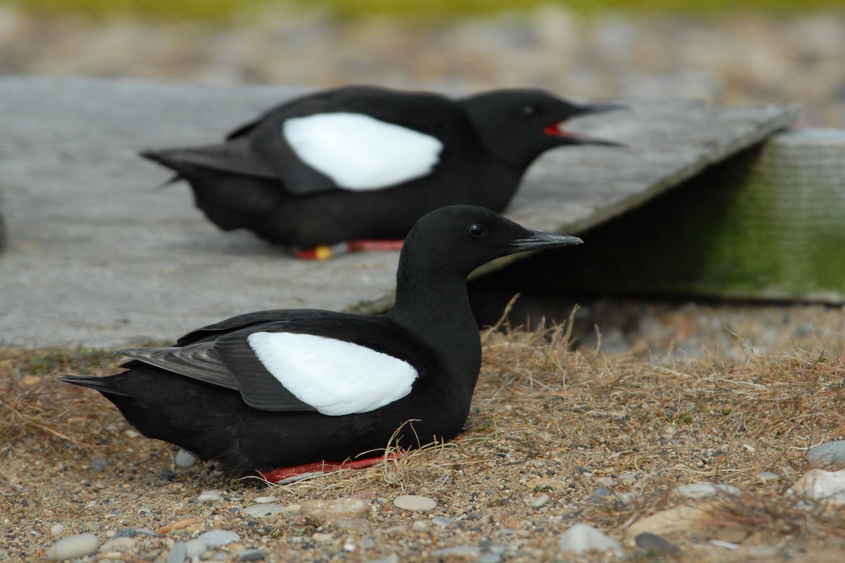 Black Guillemot (mandtii) - Cameron Eckert