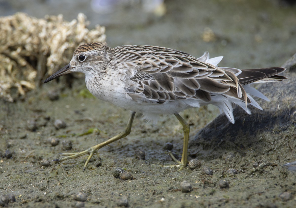 Sharp-tailed Sandpiper - Nik Mulconray